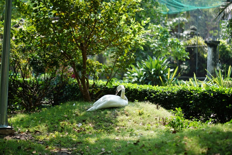 Sau vụ bắt cóc hy hữu, con thiên nga trắng còn lại tại Thảo Cầm Viên trong tình trạng khác lạ khiến nhiều người lo lắng- Ảnh 1. Sau vụ bắt cóc hy hữu, con thiên nga trắng còn lại tại Thảo Cầm Viên trong tình trạng khác lạ khiến nhiều người lo lắng- Ảnh 1.