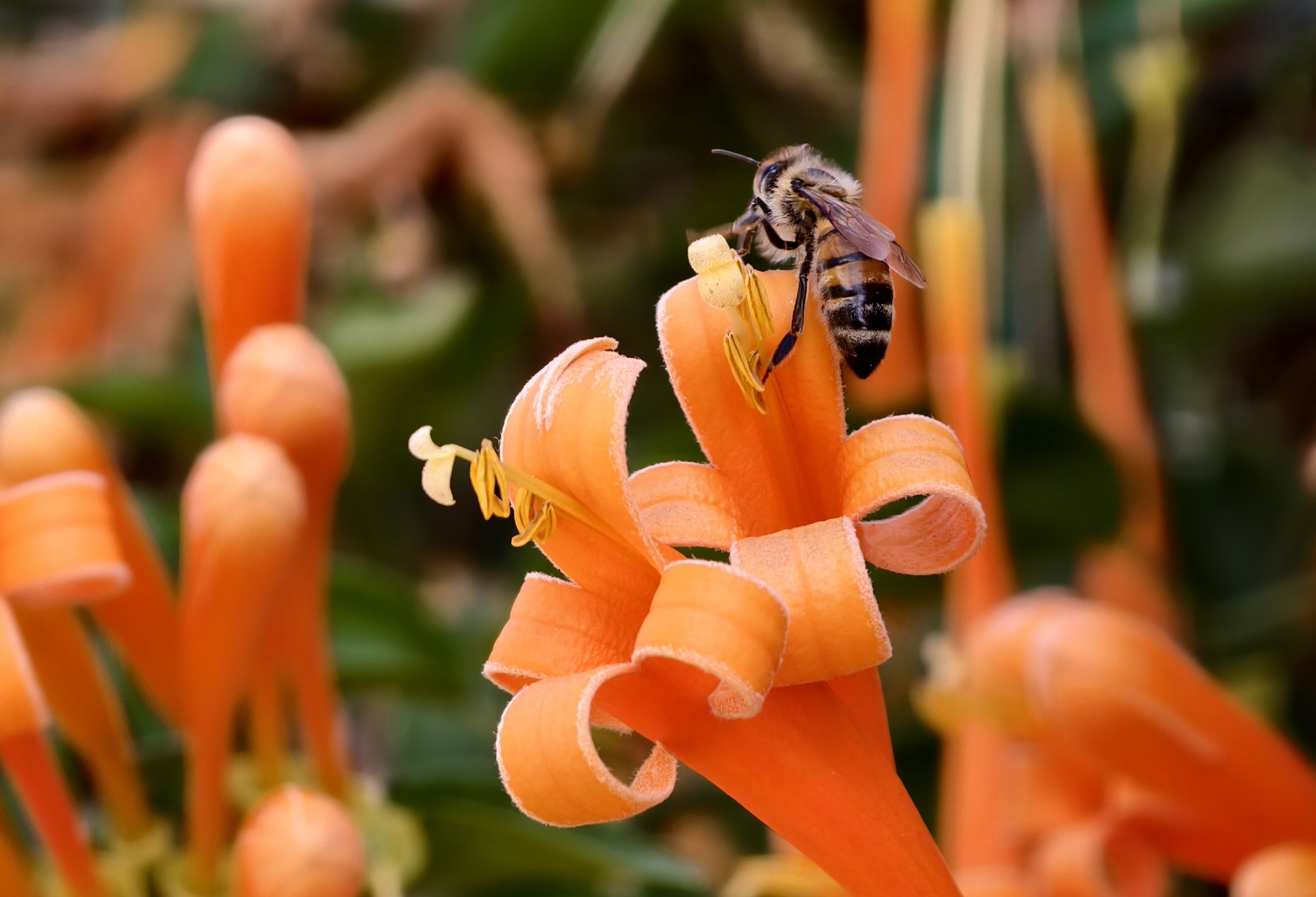 Căn nhà dưới tán hoa xác pháo, đang "nổi như cồn" ở Lâm Đồng - Ảnh 13.