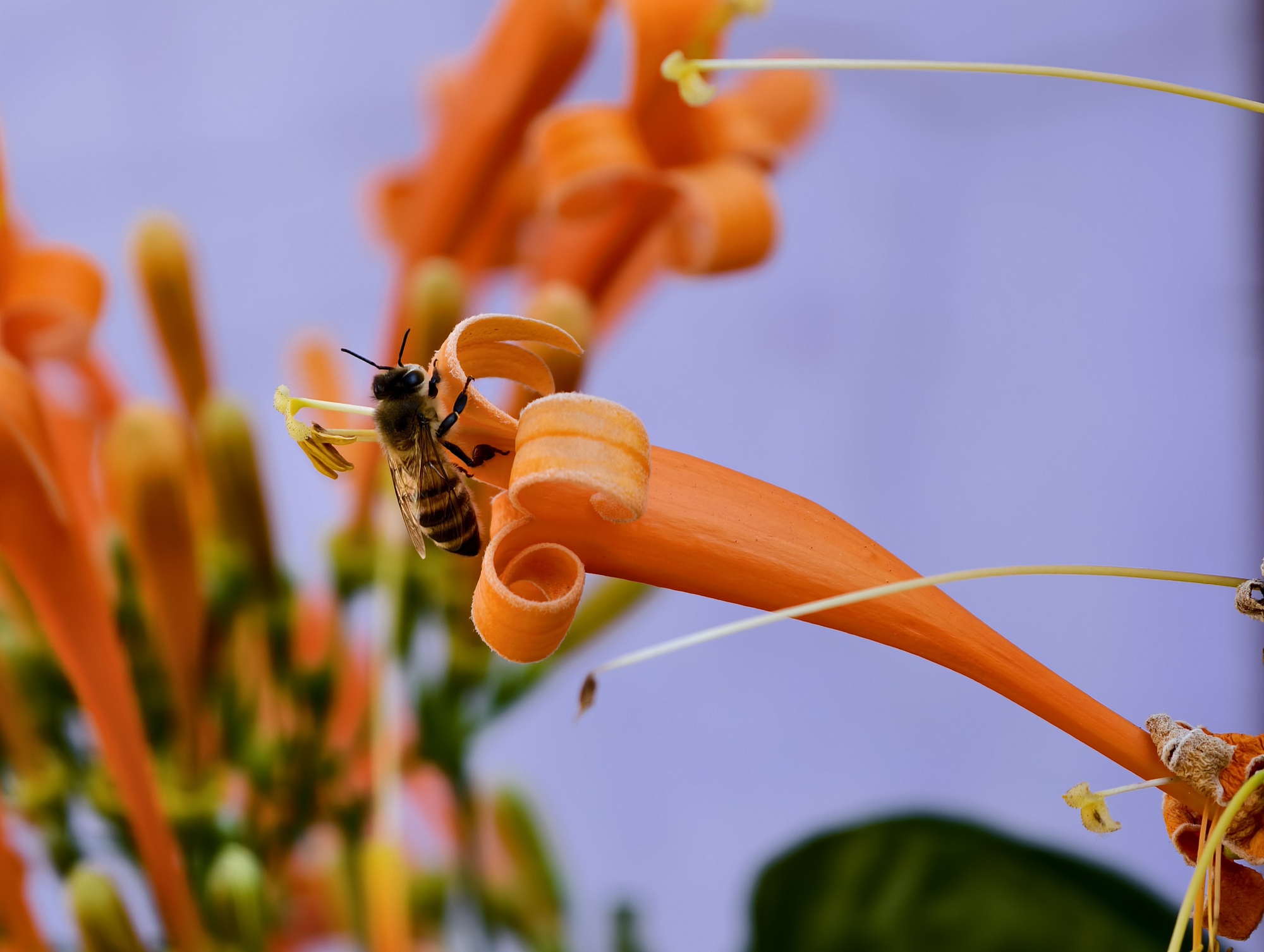 Căn nhà dưới tán hoa xác pháo, đang "nổi như cồn" ở Lâm Đồng - Ảnh 14.