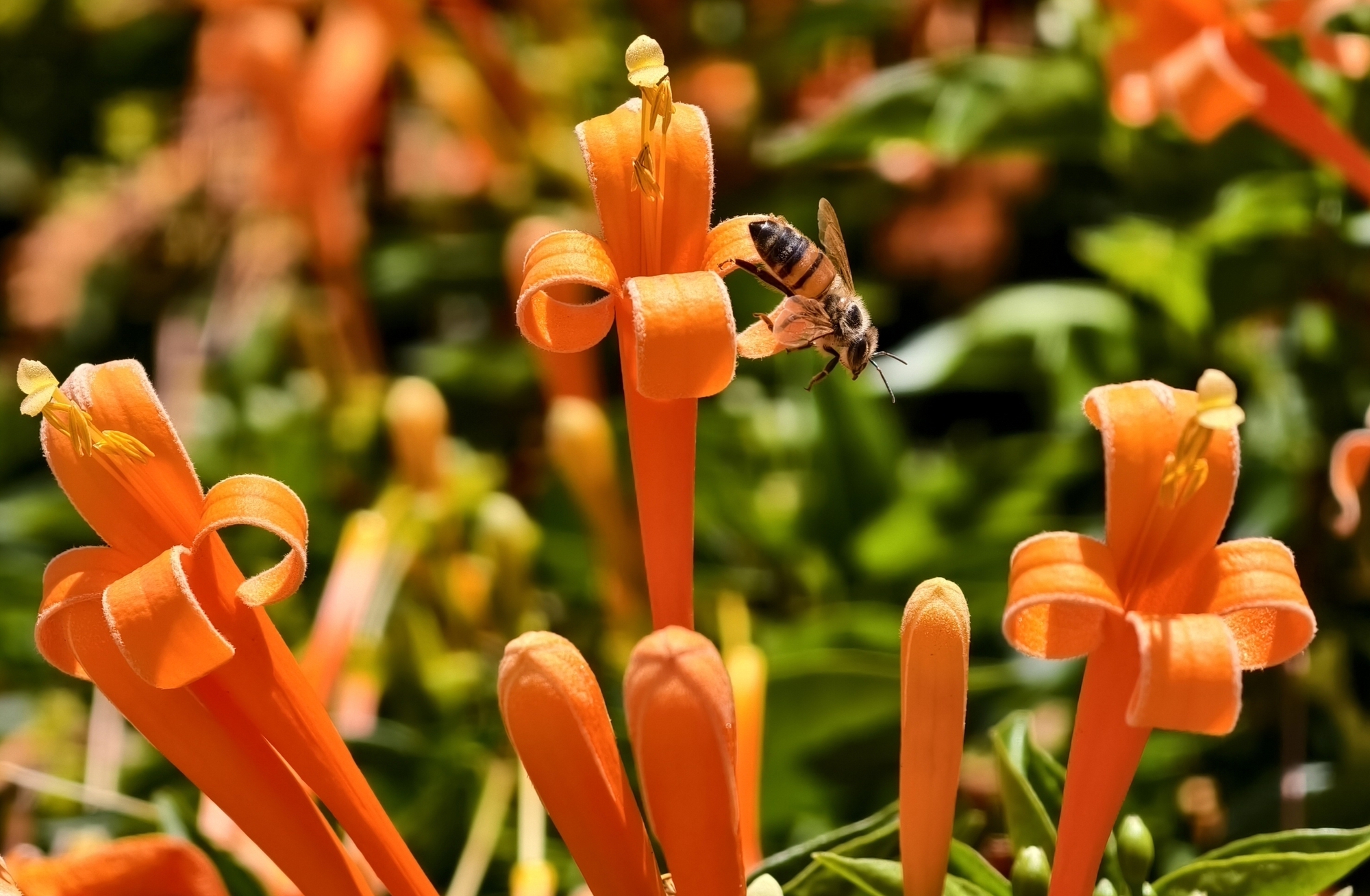 Căn nhà dưới tán hoa xác pháo, đang "nổi như cồn" ở Lâm Đồng - Ảnh 11.