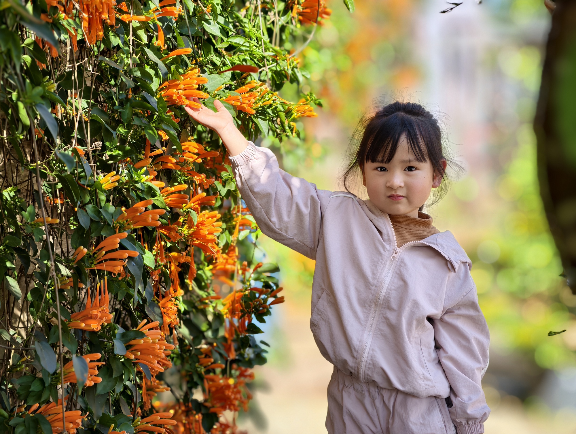 Căn nhà dưới tán hoa xác pháo, đang "nổi như cồn" ở Lâm Đồng - Ảnh 15.