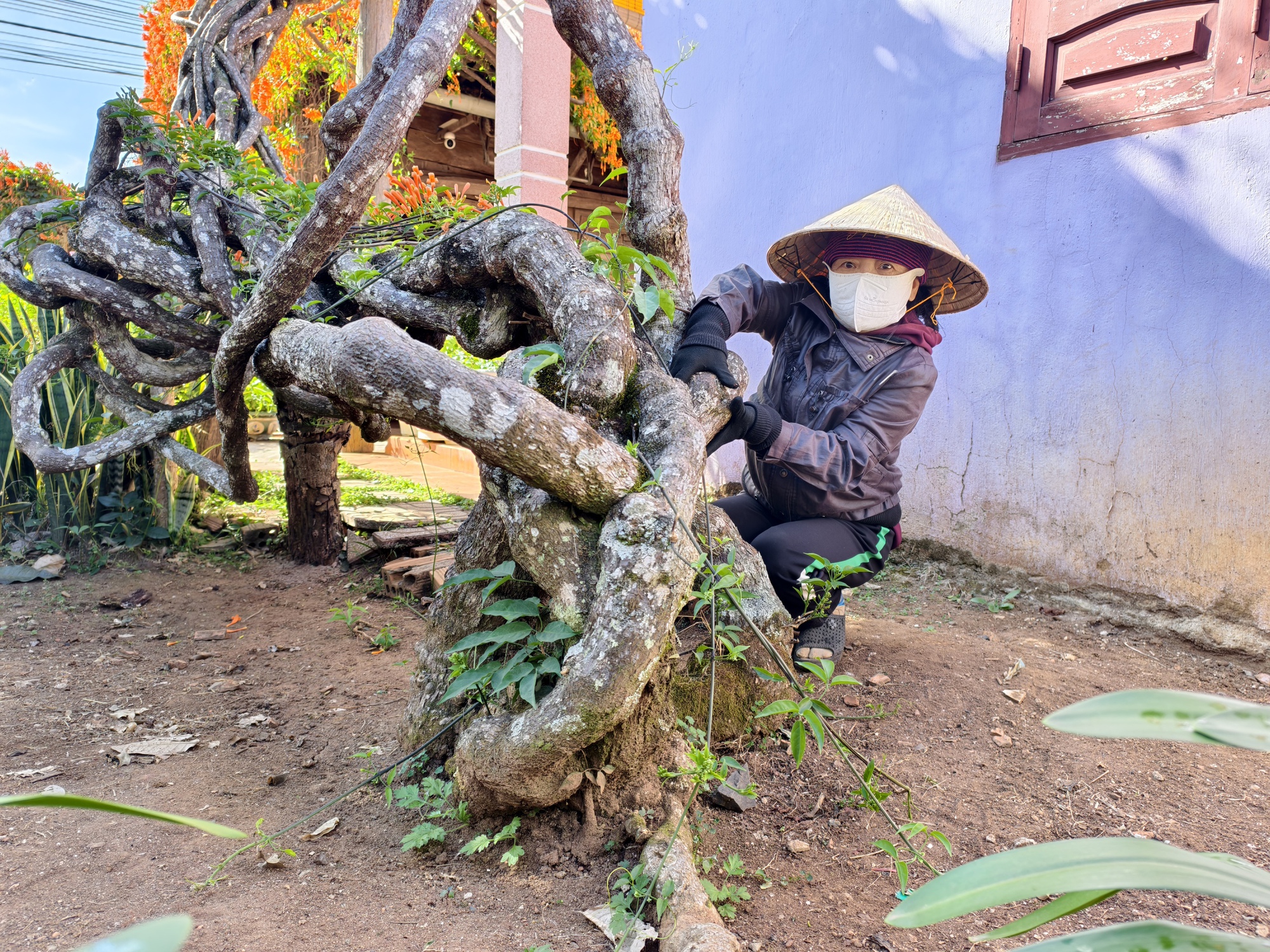 Căn nhà dưới tán hoa xác pháo, đang "nổi như cồn" ở Lâm Đồng - Ảnh 4.