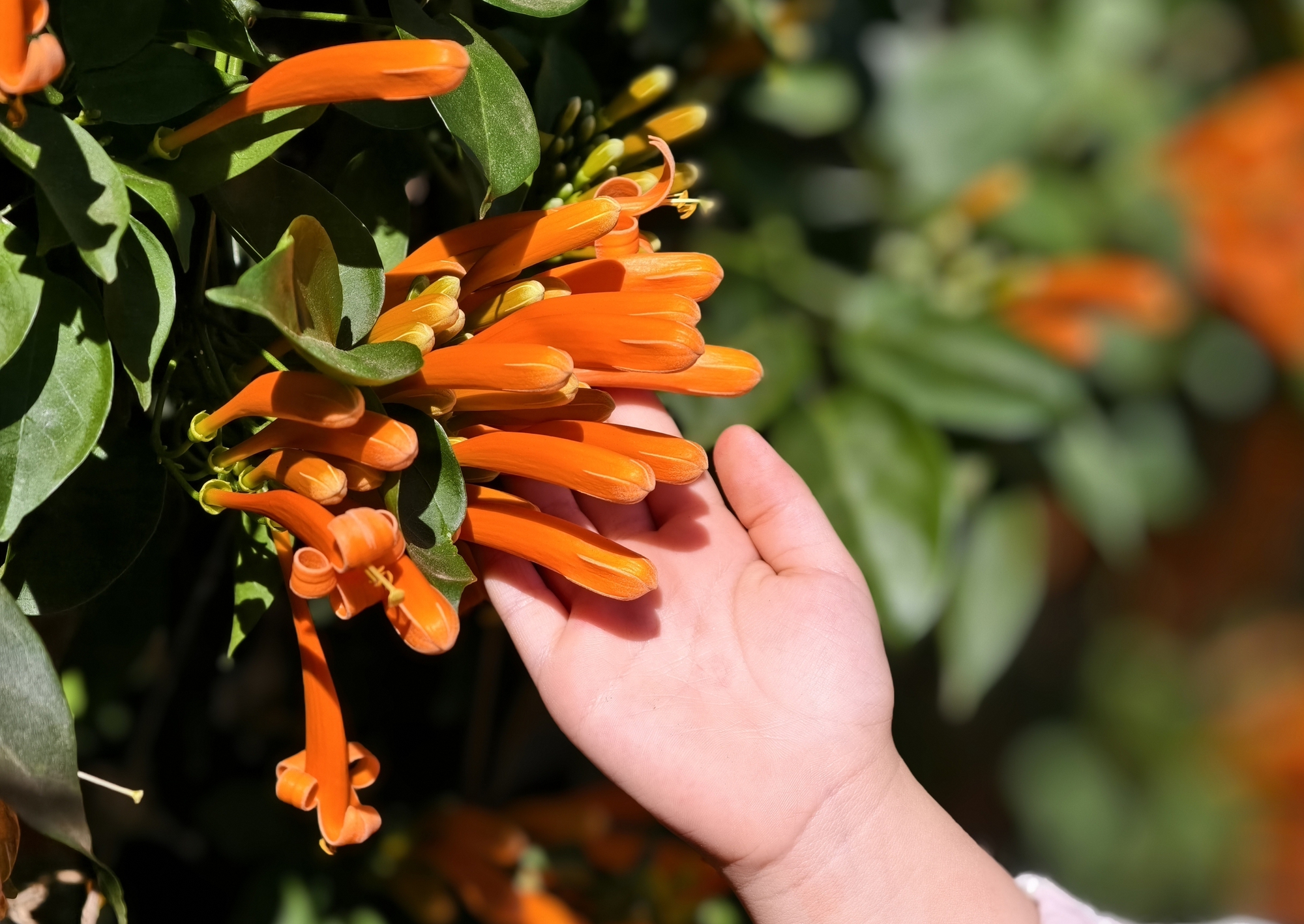 Căn nhà dưới tán hoa xác pháo, đang "nổi như cồn" ở Lâm Đồng - Ảnh 7.