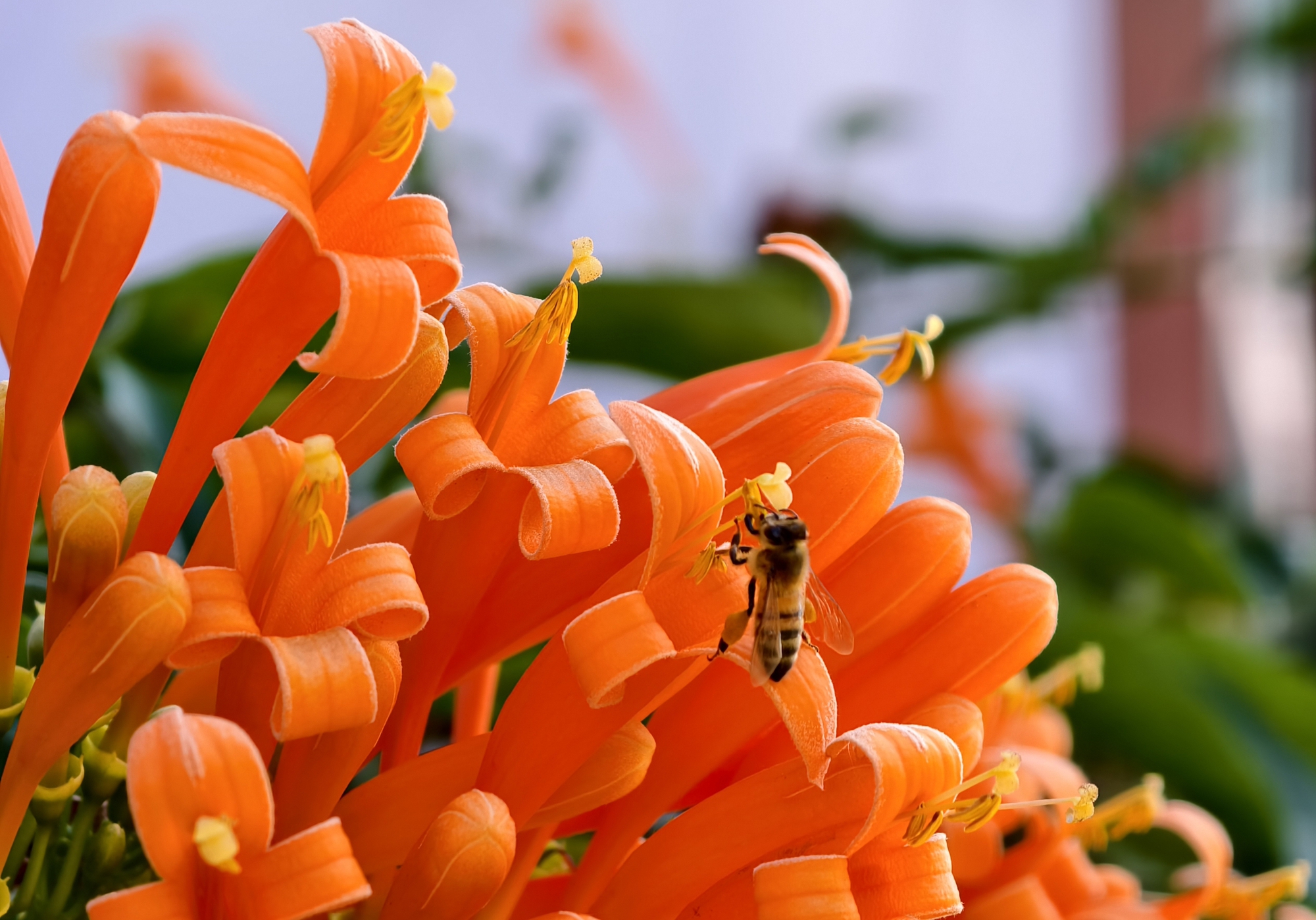 Căn nhà dưới tán hoa xác pháo, đang "nổi như cồn" ở Lâm Đồng - Ảnh 12.