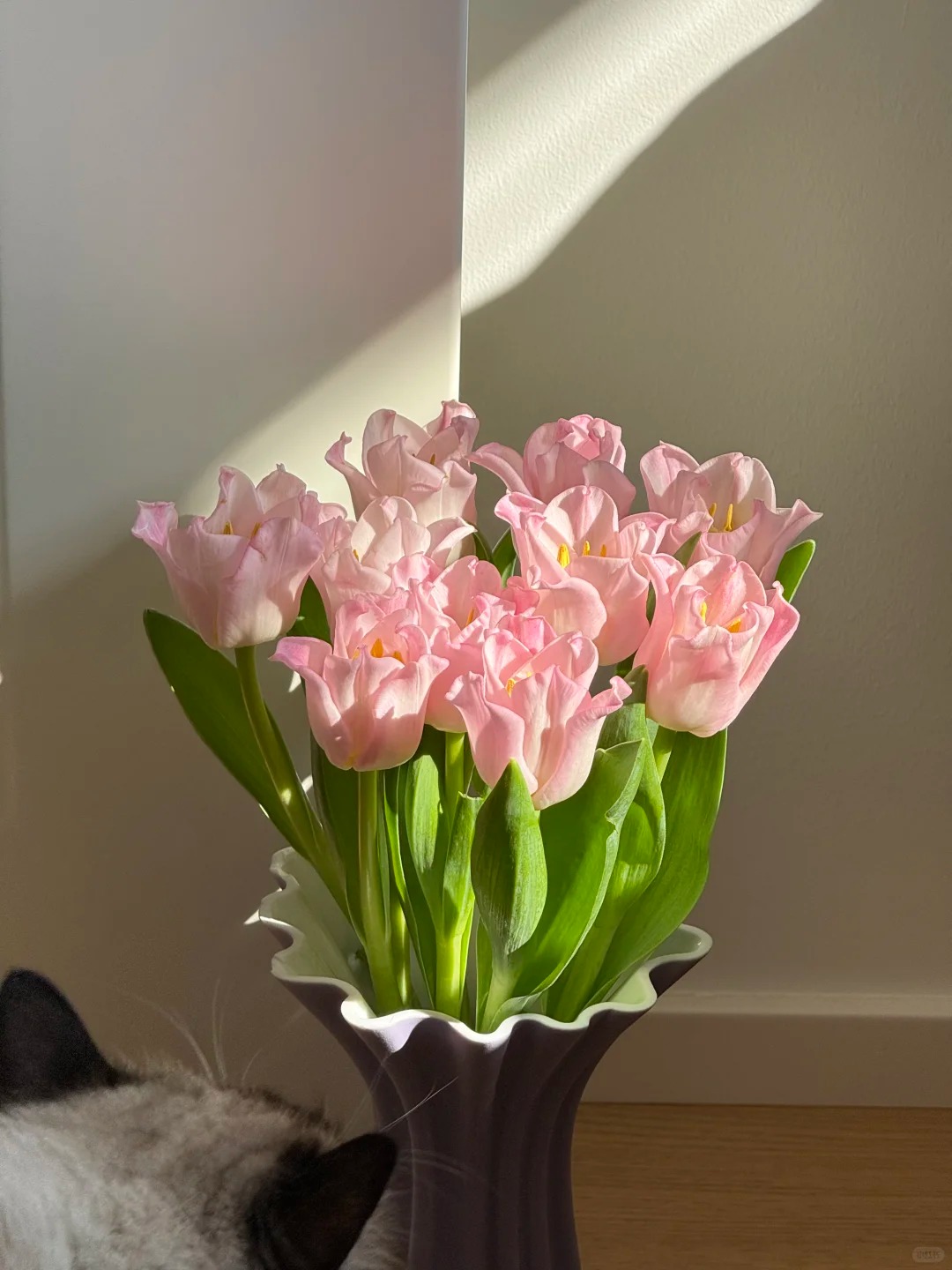 Đừng chỉ cắm lay ơn hay thược dược, Tết này thử ngay loài hoa "đổi màu" diệu kỳ: Ban đầu trắng muốt, càng ngắm càng ra tiền!- Ảnh 12.