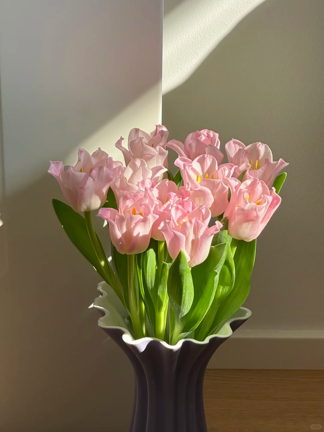 Đừng chỉ cắm lay ơn hay thược dược, Tết này thử ngay loài hoa "đổi màu" diệu kỳ: Ban đầu trắng muốt, càng ngắm càng ra tiền!- Ảnh 13.