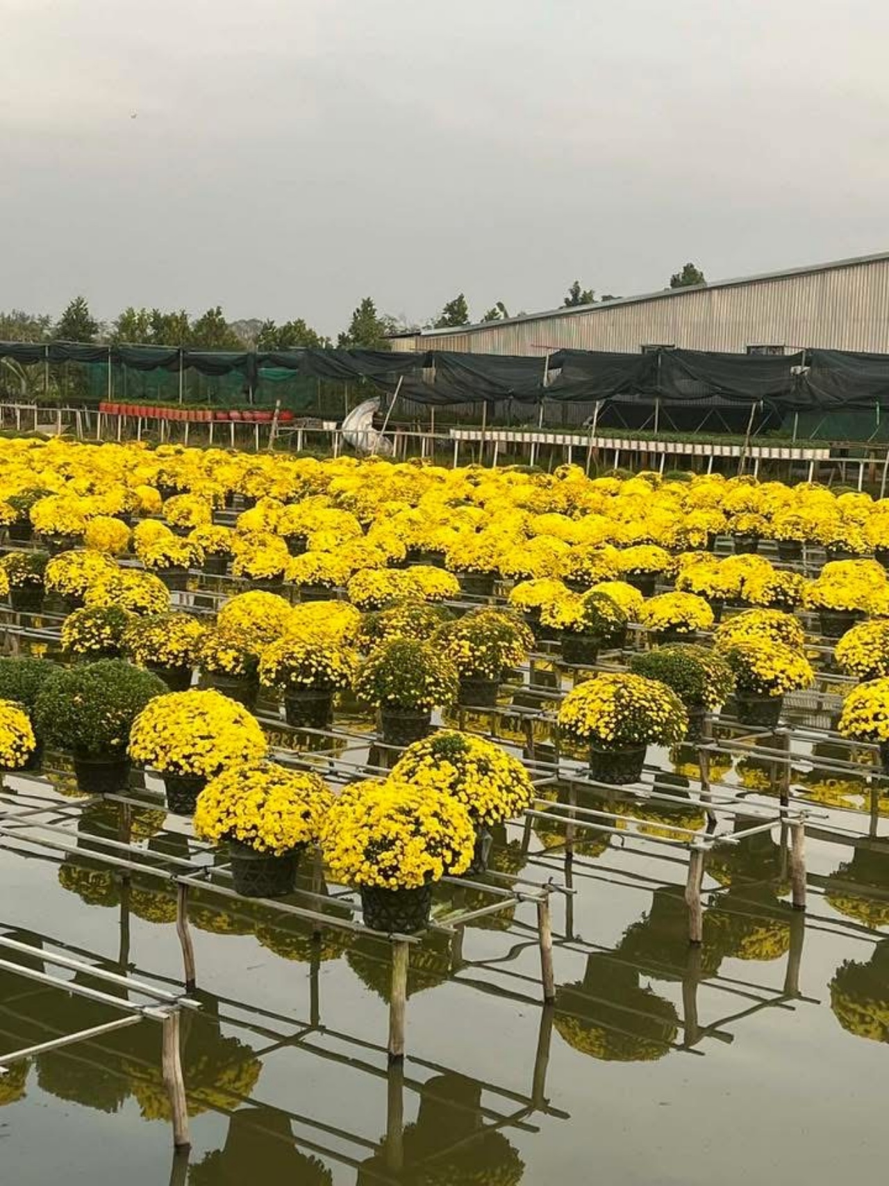 Ấm lòng ngày giáp Tết: Người dân TP.HCM chung tay giải cứu từng chậu cúc mâm xôi, giúp bà con nông dân miền Tây vơi bớt nỗi lo mất mùa- Ảnh 3.