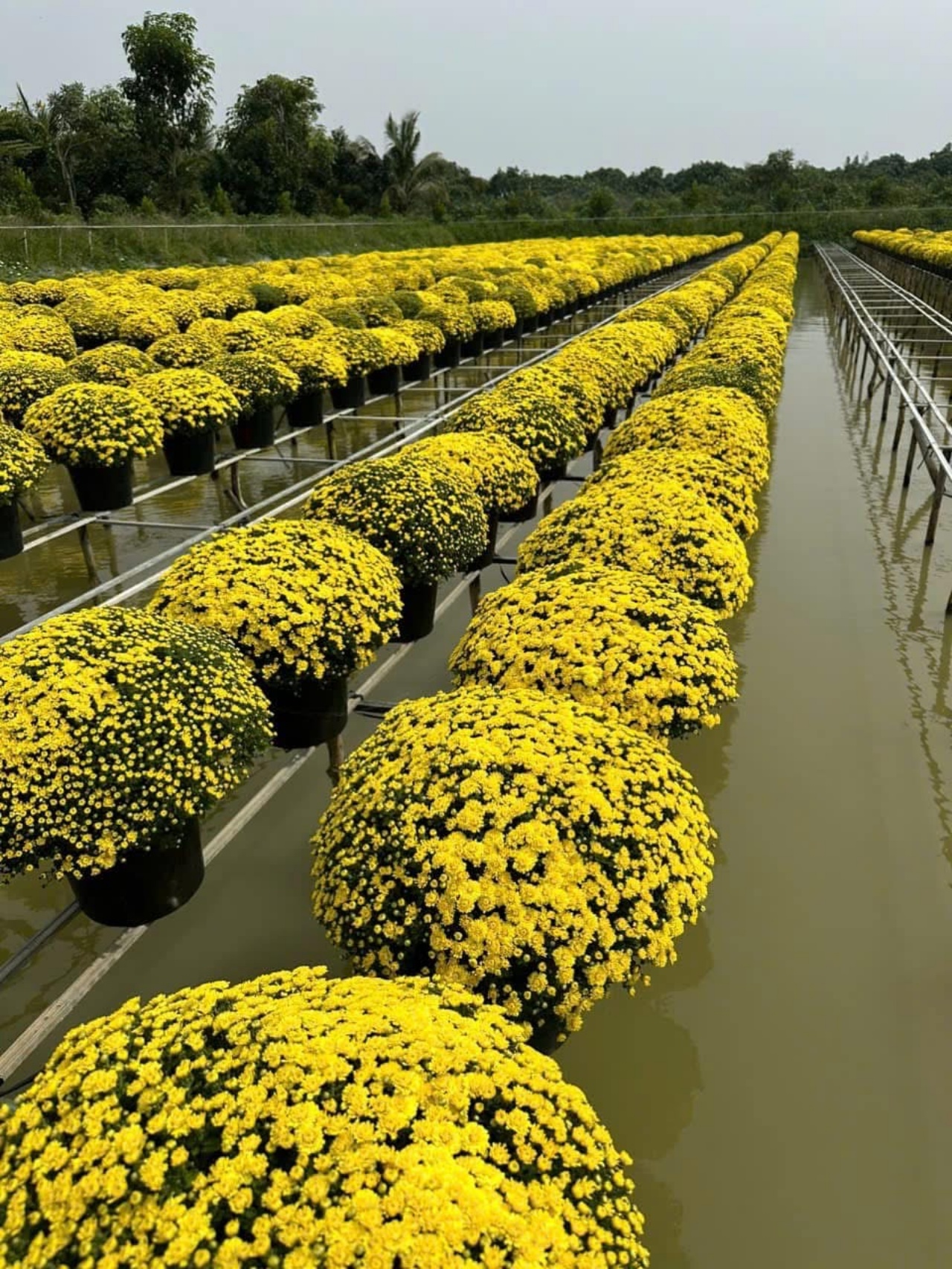 Ấm lòng ngày giáp Tết: Người dân TP.HCM chung tay giải cứu từng chậu cúc mâm xôi, giúp bà con nông dân miền Tây vơi bớt nỗi lo mất mùa- Ảnh 2.