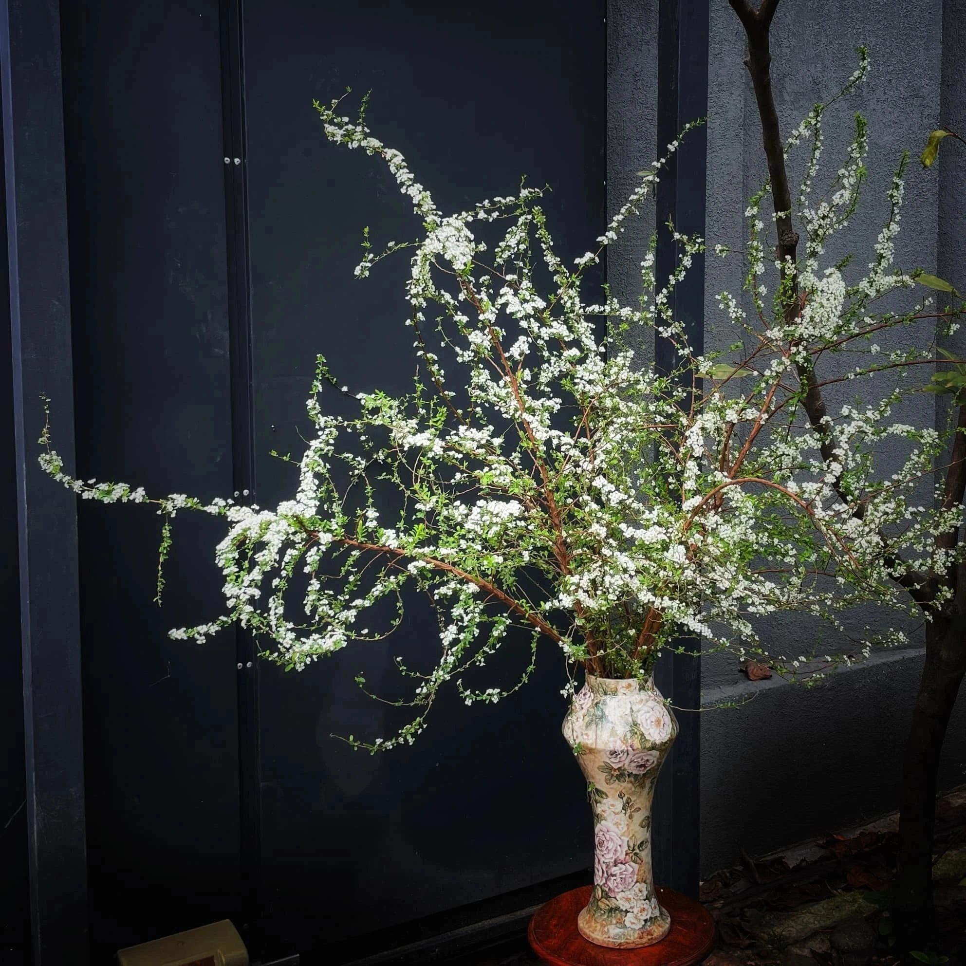 5 loại hoa chơi Tết “không có đỉnh nhất chỉ có đỉnh hơn”: Chưng xong chỉ ngẩn ngơ ngắm, đẹp đến nỗi cạn từ khen- Ảnh 5. 5 loại hoa chơi Tết “không có đỉnh nhất chỉ có đỉnh hơn”: Chưng xong chỉ ngẩn ngơ ngắm, đẹp đến nỗi cạn từ khen- Ảnh 5.