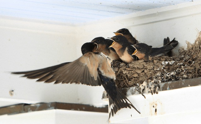 Gần Tết thấy nhà có 6 dấu hiệu này là cuộc đời nở hoa, tài lộc gõ cửa: Đặc biệt là điều số 2!- Ảnh 1.