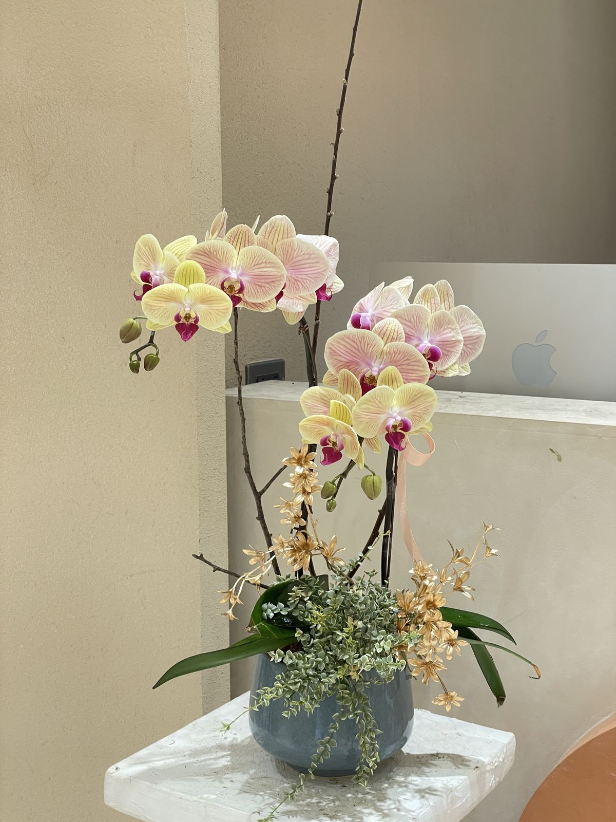 5 loại hoa "khó tính" bậc nhất, trồng 1 lần sợ tới già- Ảnh 3. 5 loại hoa "khó tính" bậc nhất, trồng 1 lần sợ tới già- Ảnh 3.