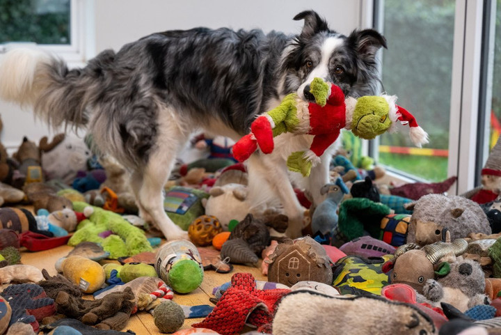 Chú chó thông minh nhớ tên 221 món đồ chơi, gây kinh ngạc giới khoa học- Ảnh 3.