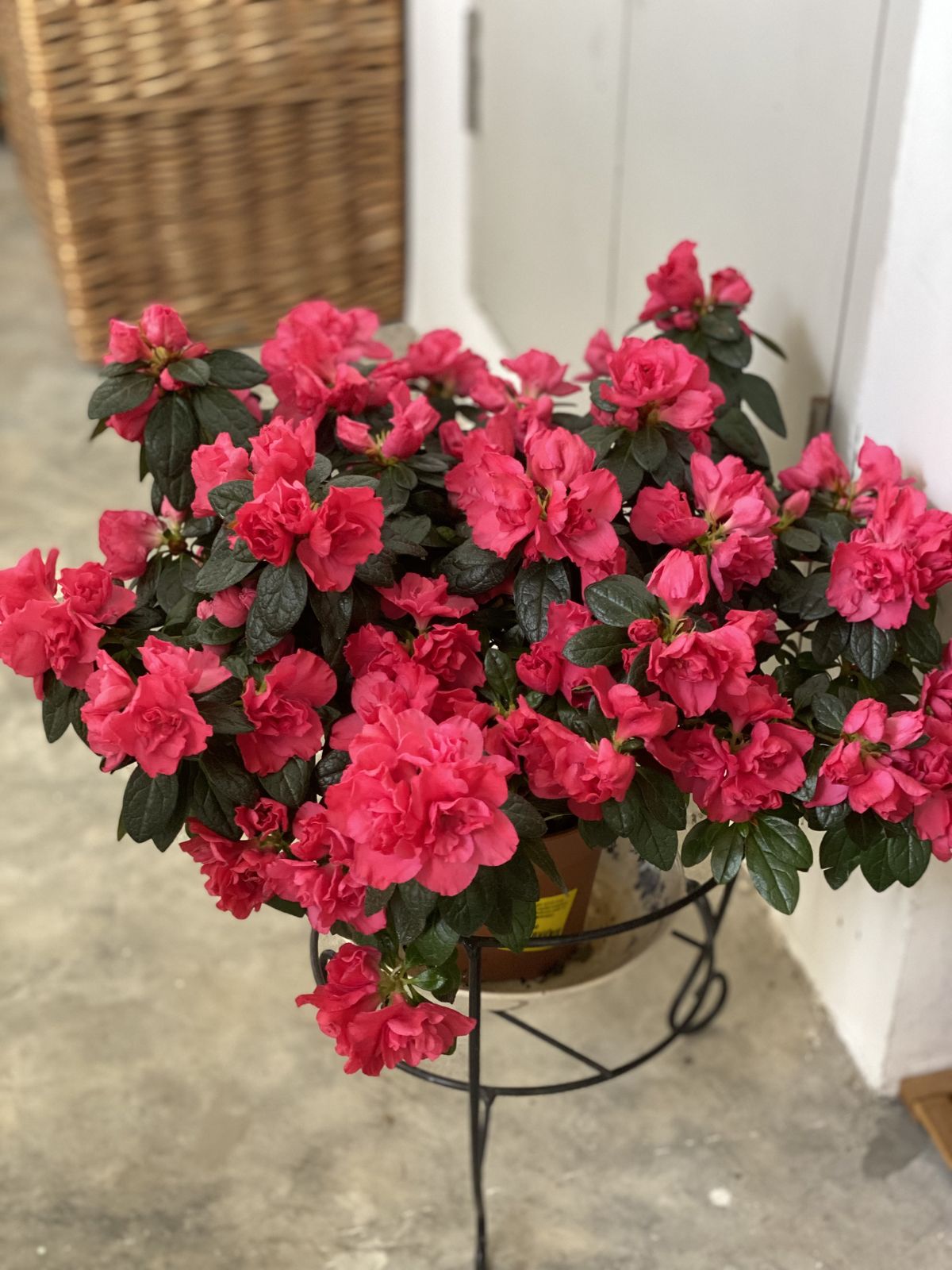 5 loại hoa "khó tính" bậc nhất, trồng 1 lần sợ tới già- Ảnh 2. 5 loại hoa "khó tính" bậc nhất, trồng 1 lần sợ tới già- Ảnh 2.