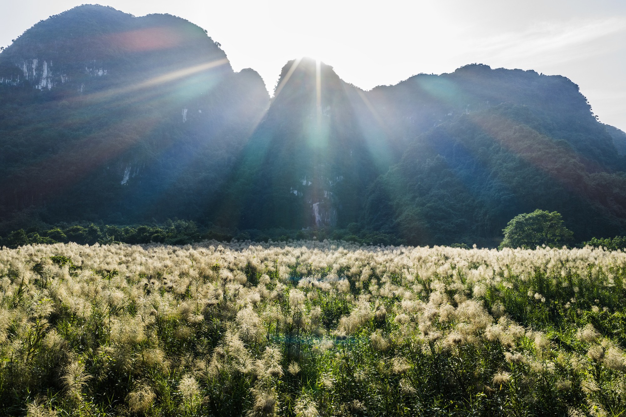 Tràng An say đắm lòng người mùa lau sậy trổ bông- Ảnh 12. Tràng An say đắm lòng người mùa lau sậy trổ bông- Ảnh 12.