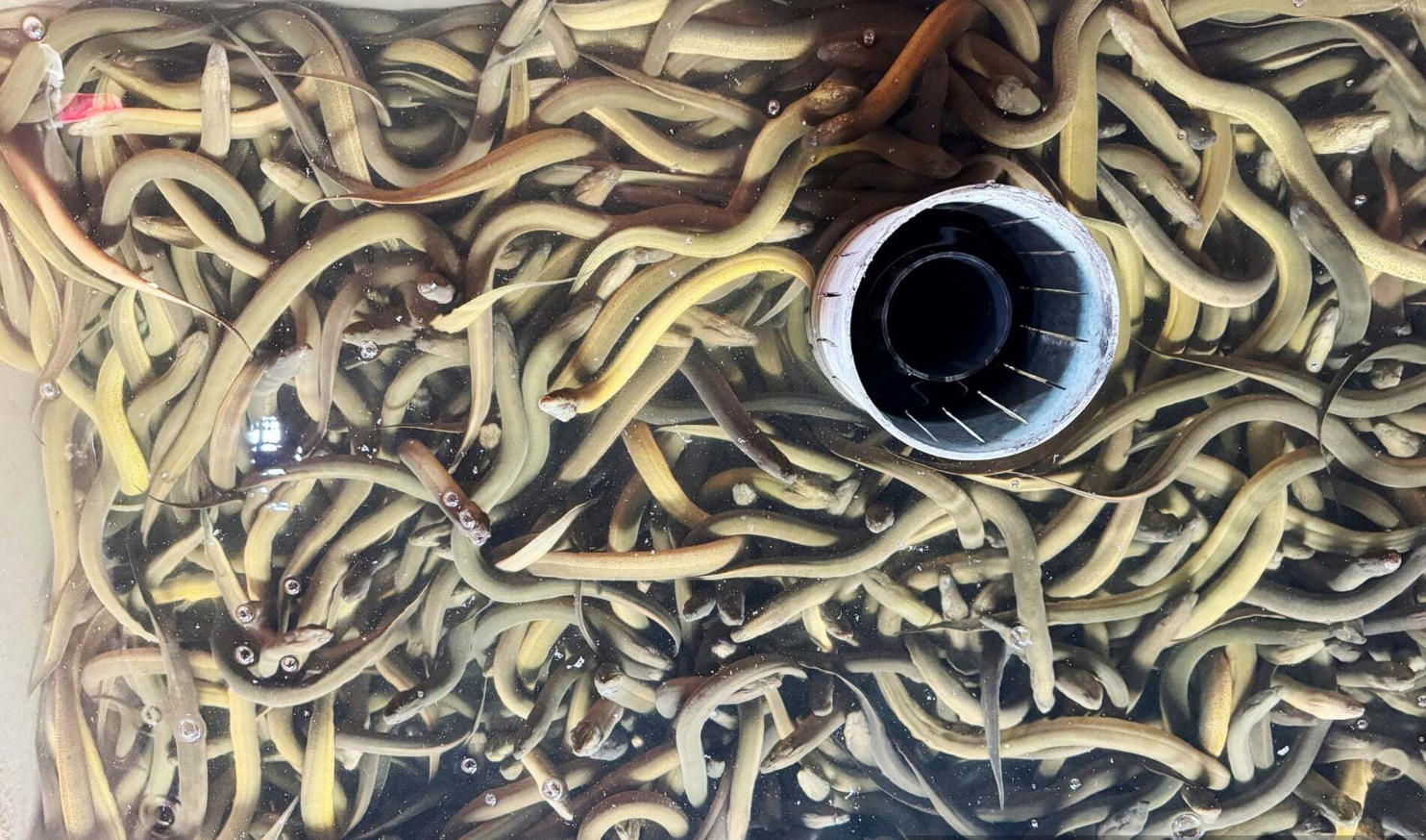 Nuôi loài cá dân dã được ví là "nhân sâm dưới nước" theo cách 'đặc biệt': Anh nông dân có thu về 6,6 tỷ/năm - Ảnh 1.