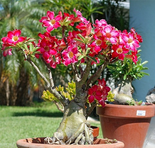 Phát ghen với nhà nào trồng 4 cây này: Hoa thơm quả đẹp, ví như "vàng ròng trời ban" - Ảnh 4.