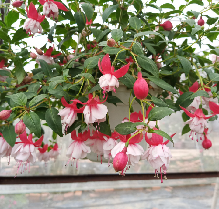 5 loại hoa "khó tính" bậc nhất, trồng 1 lần sợ tới già- Ảnh 1. 5 loại hoa "khó tính" bậc nhất, trồng 1 lần sợ tới già- Ảnh 1.