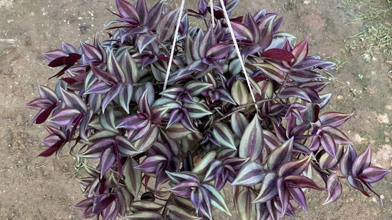 5 loại hoa "khó tính" bậc nhất, trồng 1 lần sợ tới già- Ảnh 5. 5 loại hoa "khó tính" bậc nhất, trồng 1 lần sợ tới già- Ảnh 5.