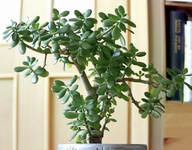 Phát ghen với nhà nào trồng 4 cây này: Hoa thơm quả đẹp, ví như "vàng ròng trời ban" - Ảnh 3.