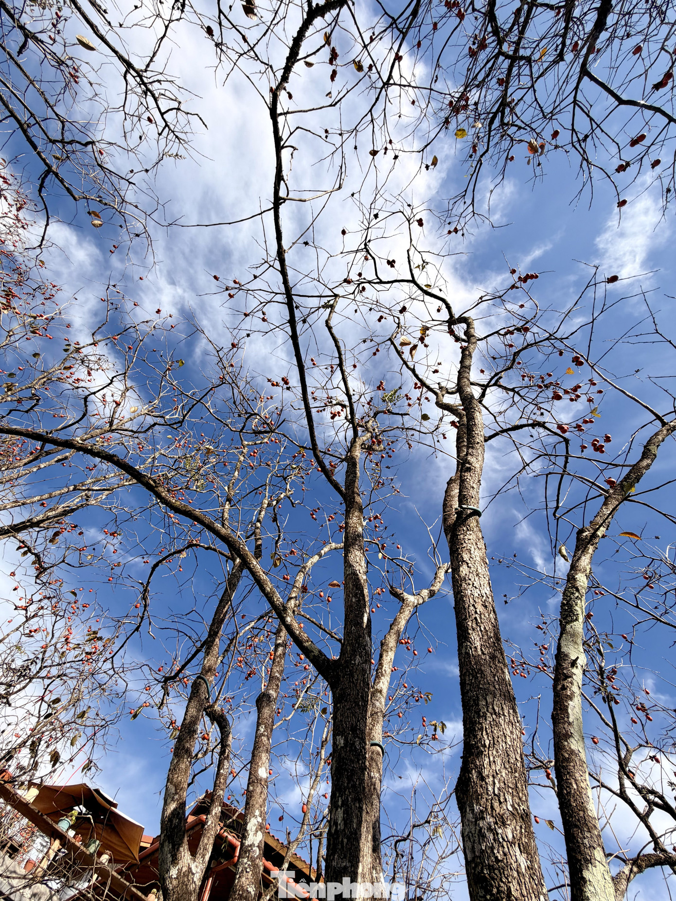 Du khách nô nức check-in giữa vườn hồng chất chill Đà Lạt- Ảnh 2.