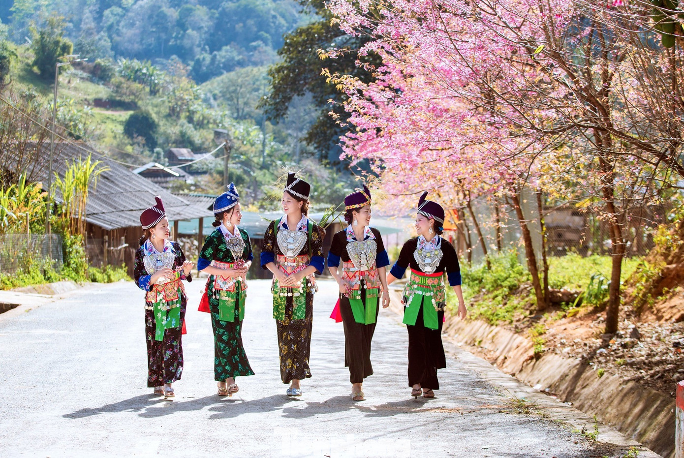 Đẹp nao lòng những bông hoa anh đào ở miền biên viễn xứ Nghệ- Ảnh 10.