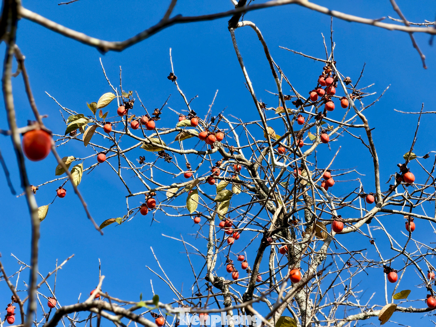 Du khách nô nức check-in giữa vườn hồng chất chill Đà Lạt- Ảnh 3.