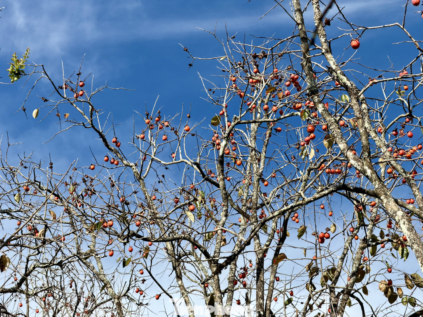 Du khách nô nức check-in giữa vườn hồng chất chill Đà Lạt- Ảnh 6.