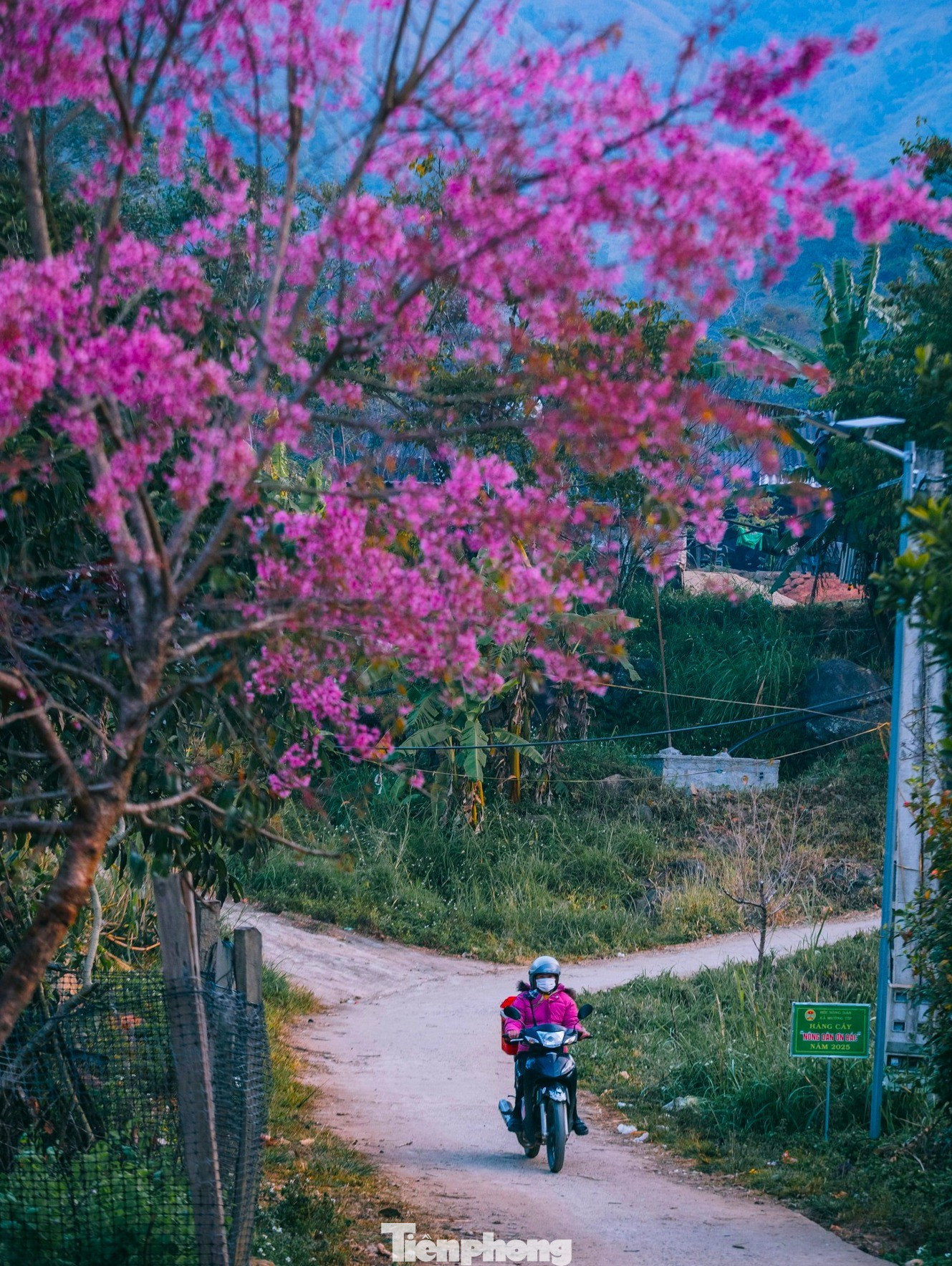 Đẹp nao lòng những bông hoa anh đào ở miền biên viễn xứ Nghệ- Ảnh 12.