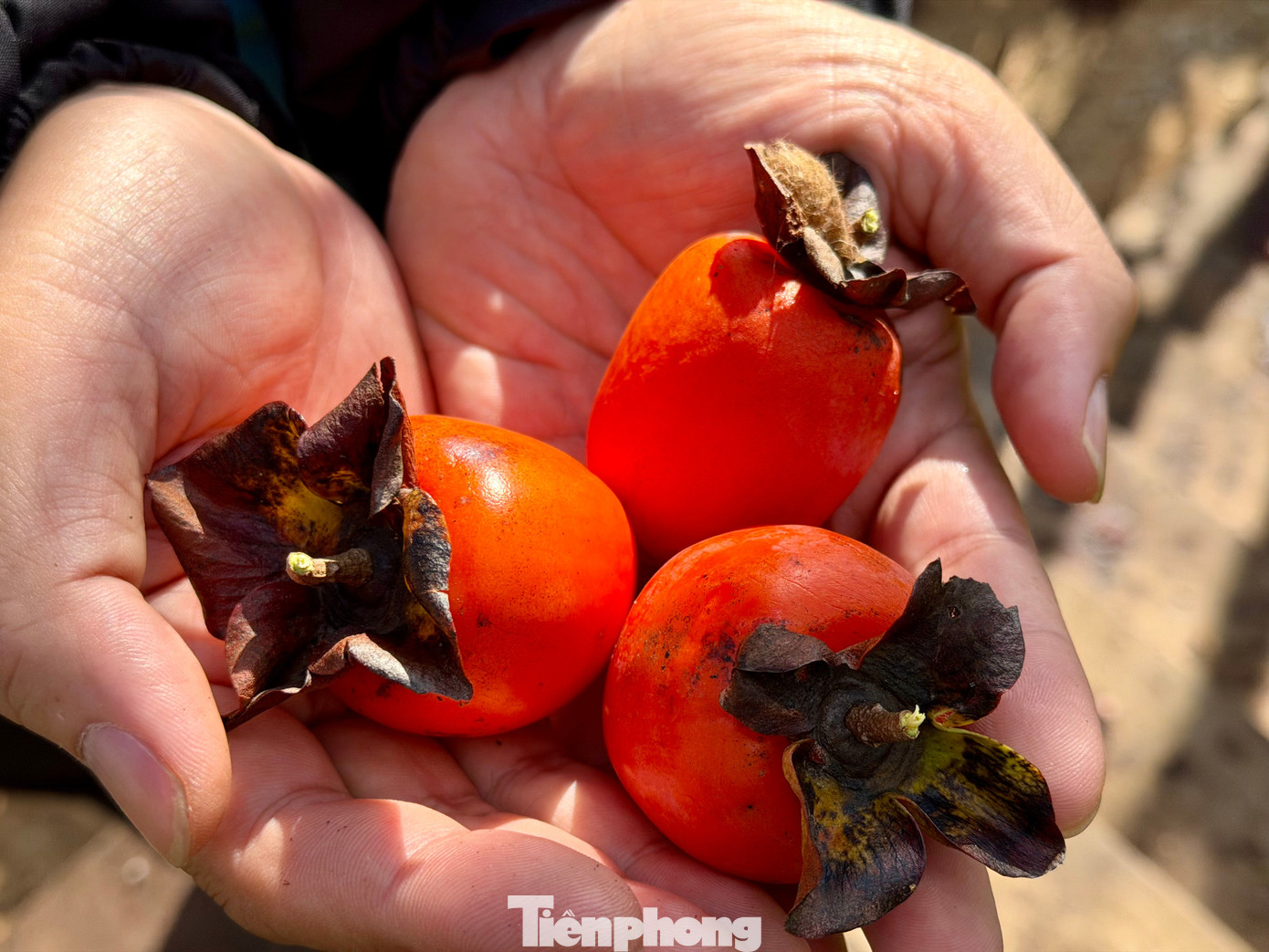 Du khách nô nức check-in giữa vườn hồng chất chill Đà Lạt- Ảnh 12.