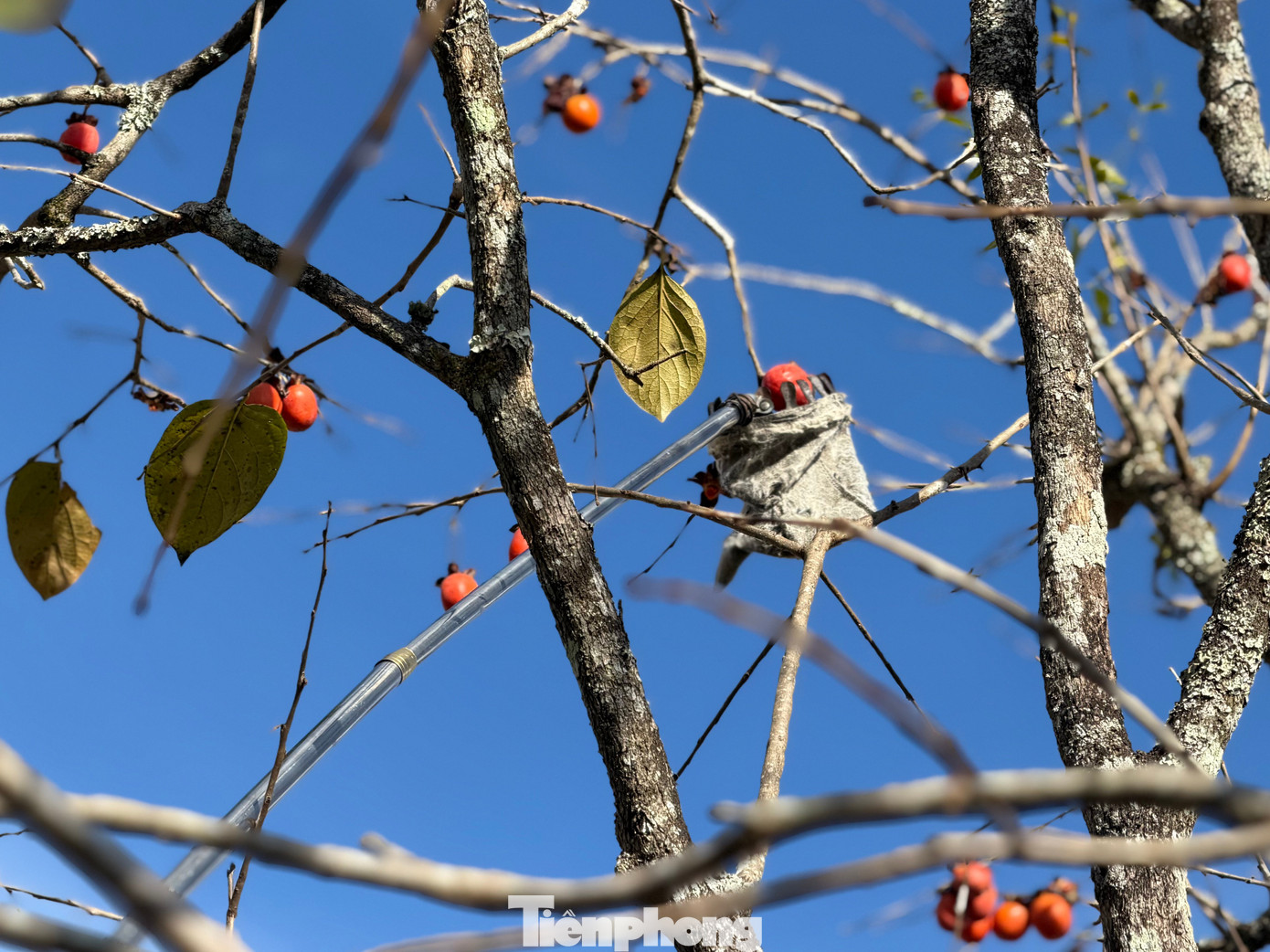 Du khách nô nức check-in giữa vườn hồng chất chill Đà Lạt- Ảnh 11.