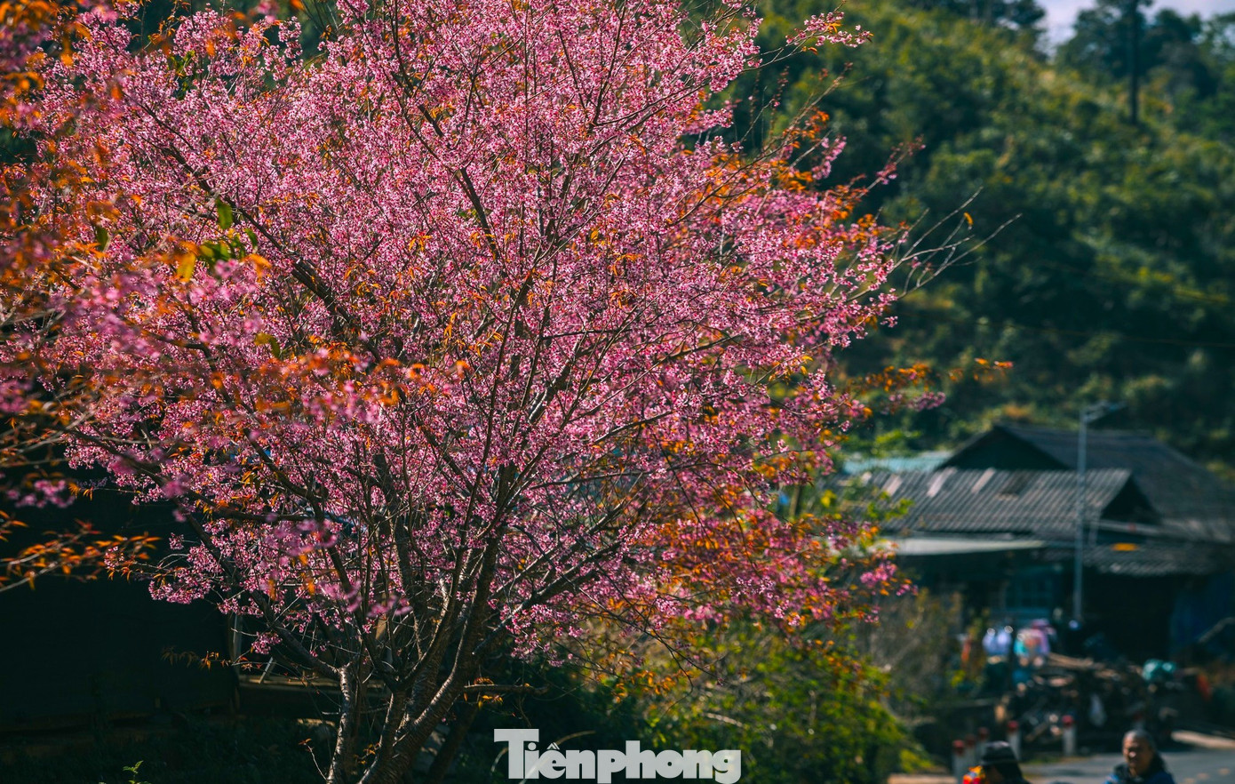 Đẹp nao lòng những bông hoa anh đào ở miền biên viễn xứ Nghệ- Ảnh 6.