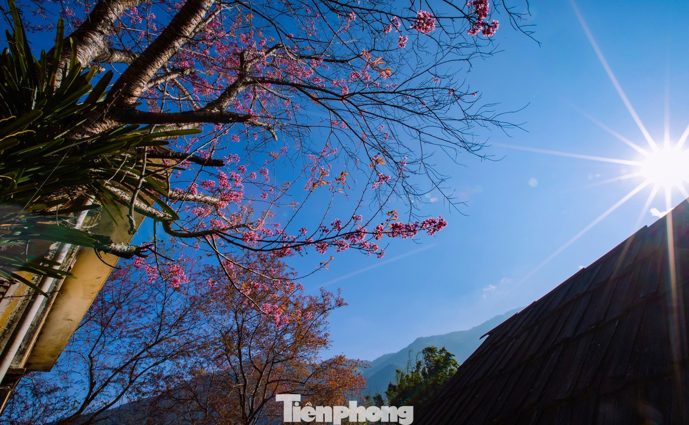 Đẹp nao lòng những bông hoa anh đào ở miền biên viễn xứ Nghệ- Ảnh 13.