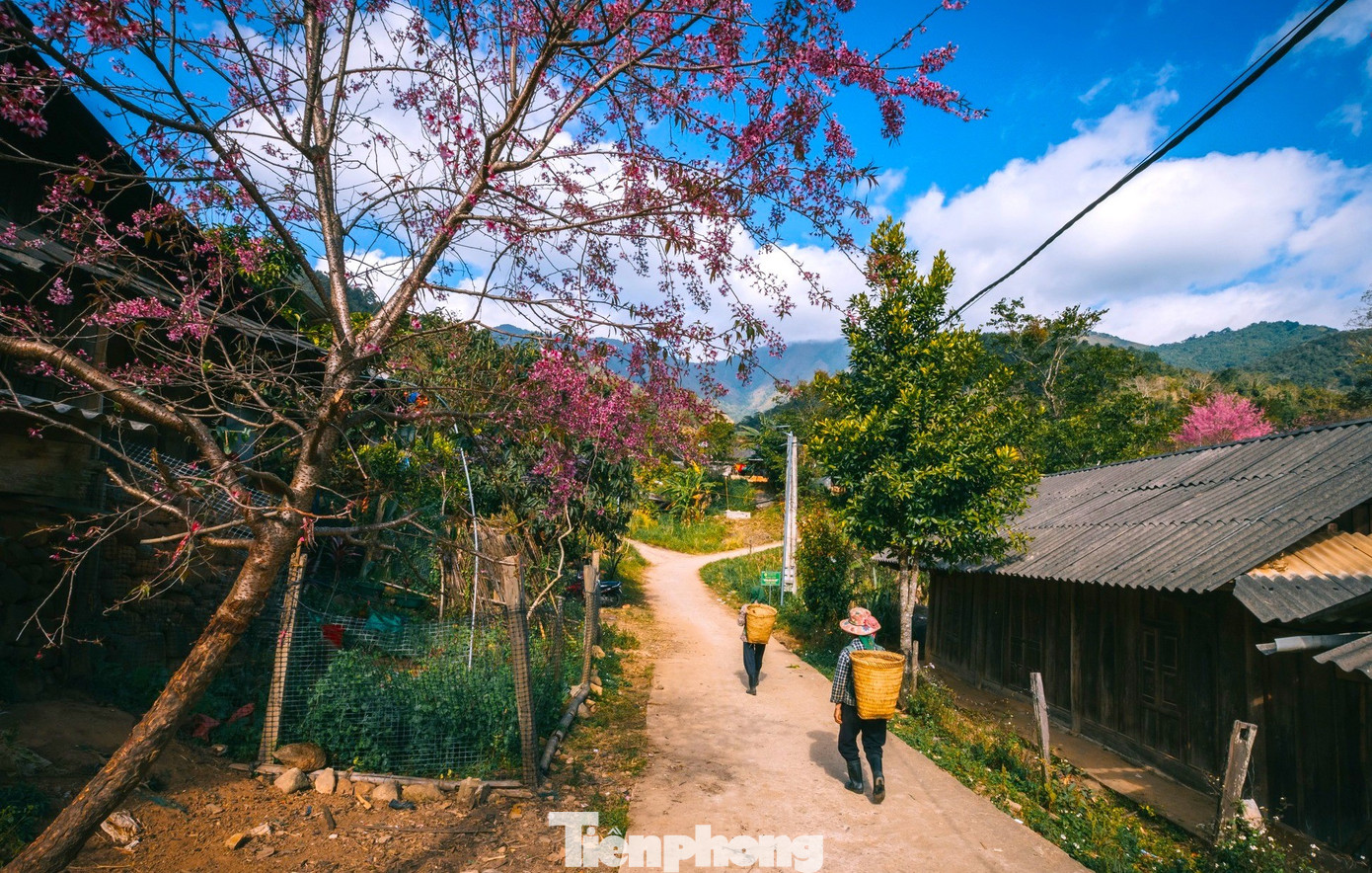 Đẹp nao lòng những bông hoa anh đào ở miền biên viễn xứ Nghệ- Ảnh 2.
