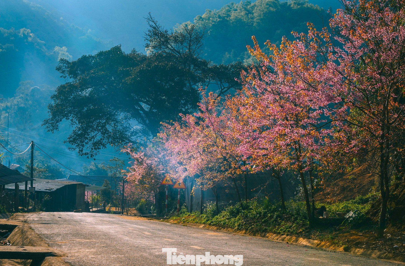 Đẹp nao lòng những bông hoa anh đào ở miền biên viễn xứ Nghệ- Ảnh 1.