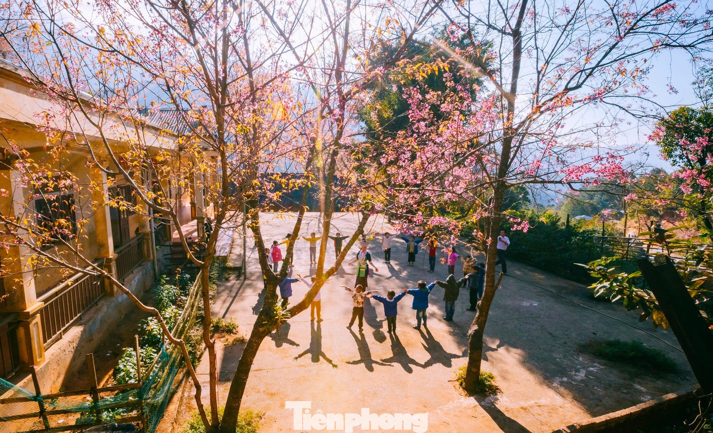 Đẹp nao lòng những bông hoa anh đào ở miền biên viễn xứ Nghệ- Ảnh 5.