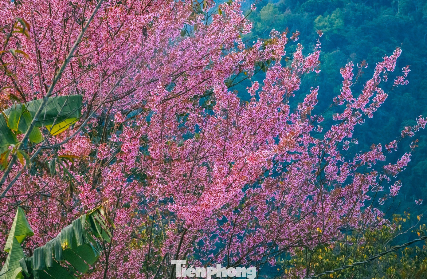 Đẹp nao lòng những bông hoa anh đào ở miền biên viễn xứ Nghệ- Ảnh 4.