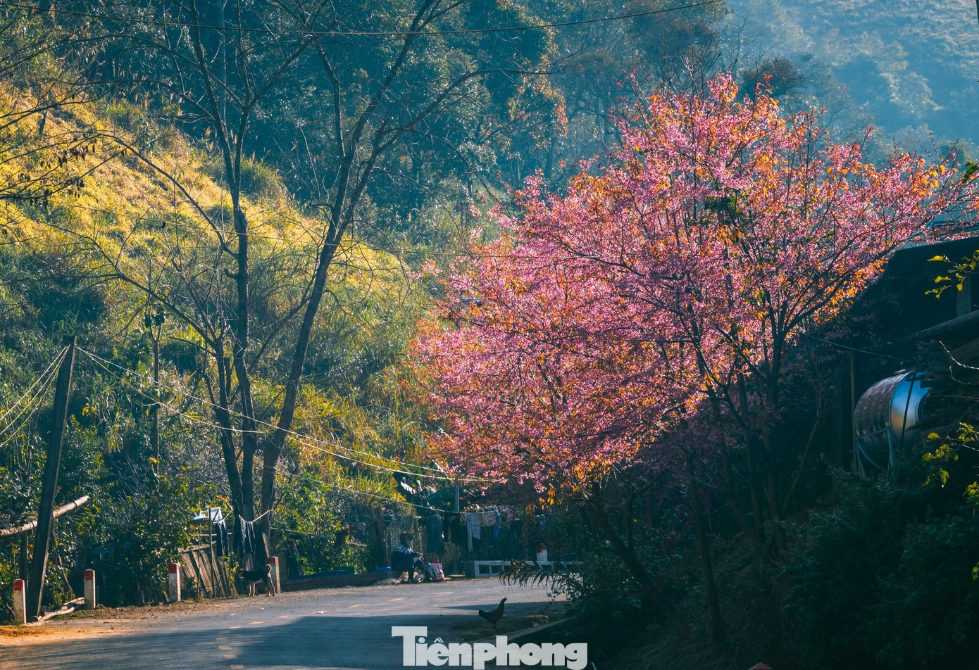 Đẹp nao lòng những bông hoa anh đào ở miền biên viễn xứ Nghệ- Ảnh 3.