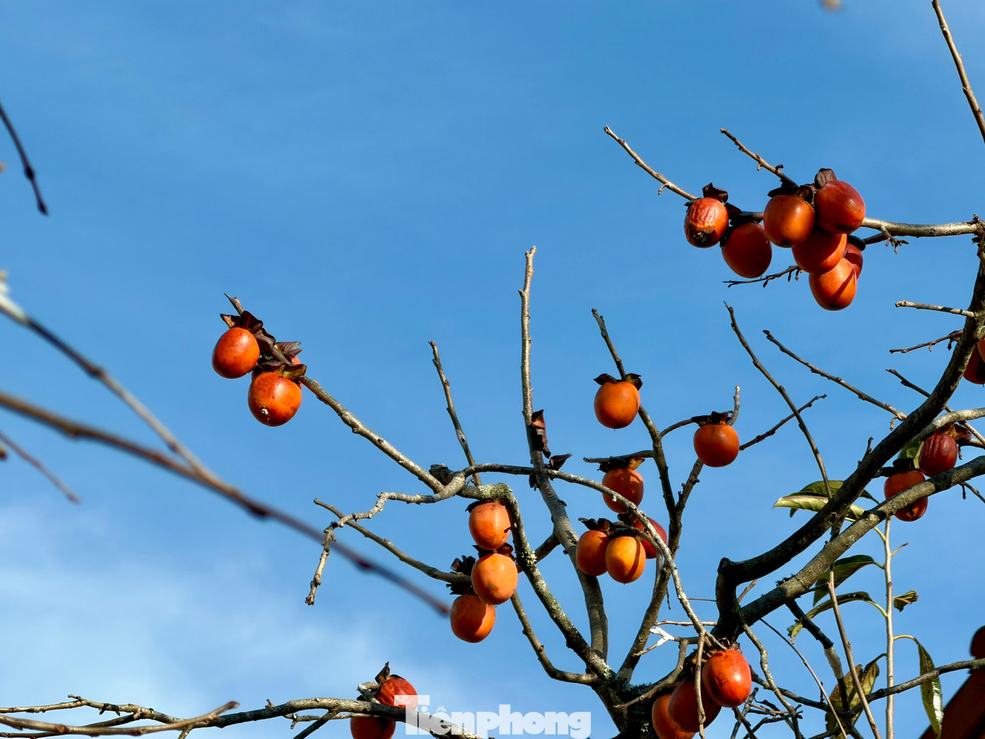 Du khách nô nức check-in giữa vườn hồng chất chill Đà Lạt- Ảnh 5.