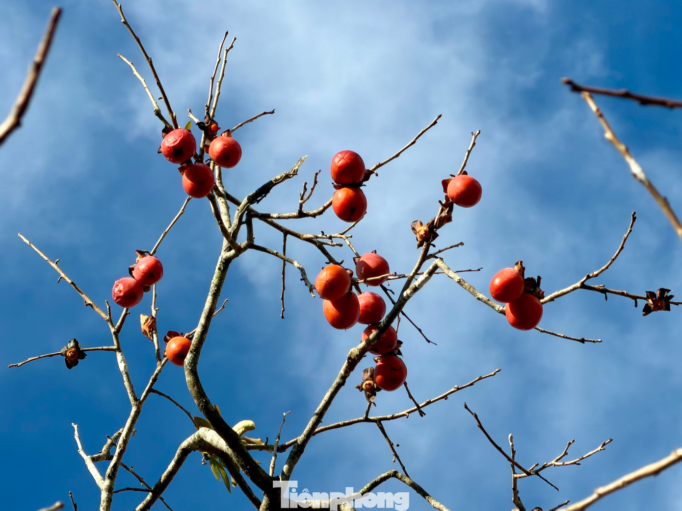 Du khách nô nức check-in giữa vườn hồng chất chill Đà Lạt- Ảnh 4.