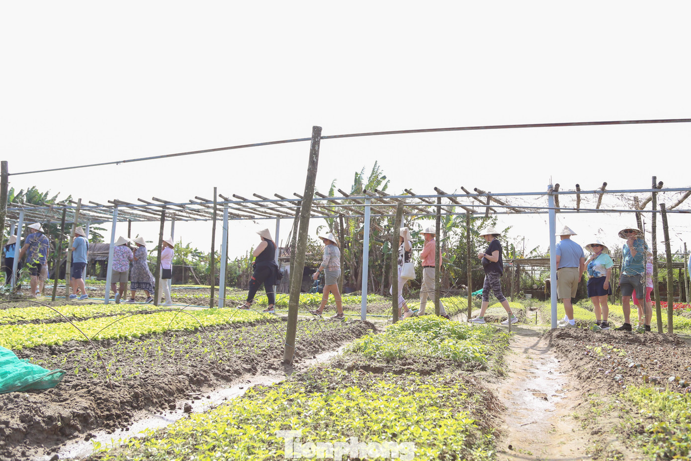 Khách Tây hào hứng làm nông dân gánh nước, trồng rau- Ảnh 3.