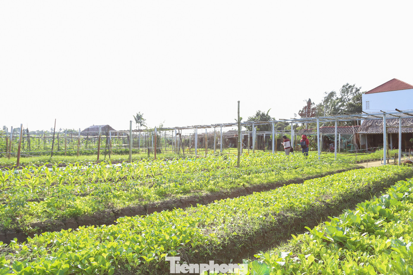 Khách Tây hào hứng làm nông dân gánh nước, trồng rau- Ảnh 1.