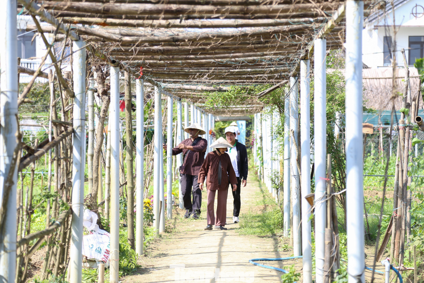 Khách Tây hào hứng làm nông dân gánh nước, trồng rau- Ảnh 15.