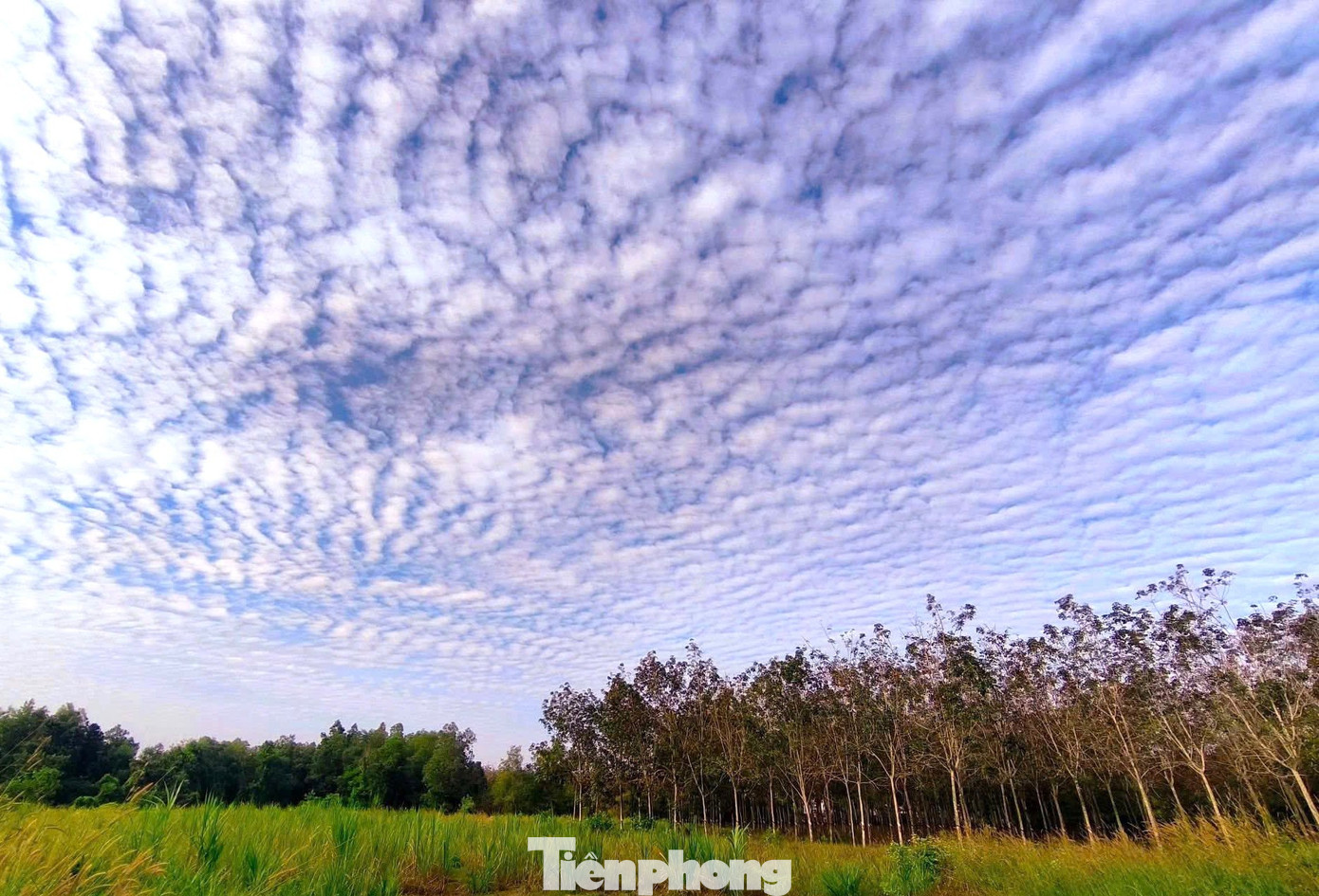 Giải mã hiện tượng ‘lưới mây’ bao phủ bầu trời TP.HCM- Ảnh 12.