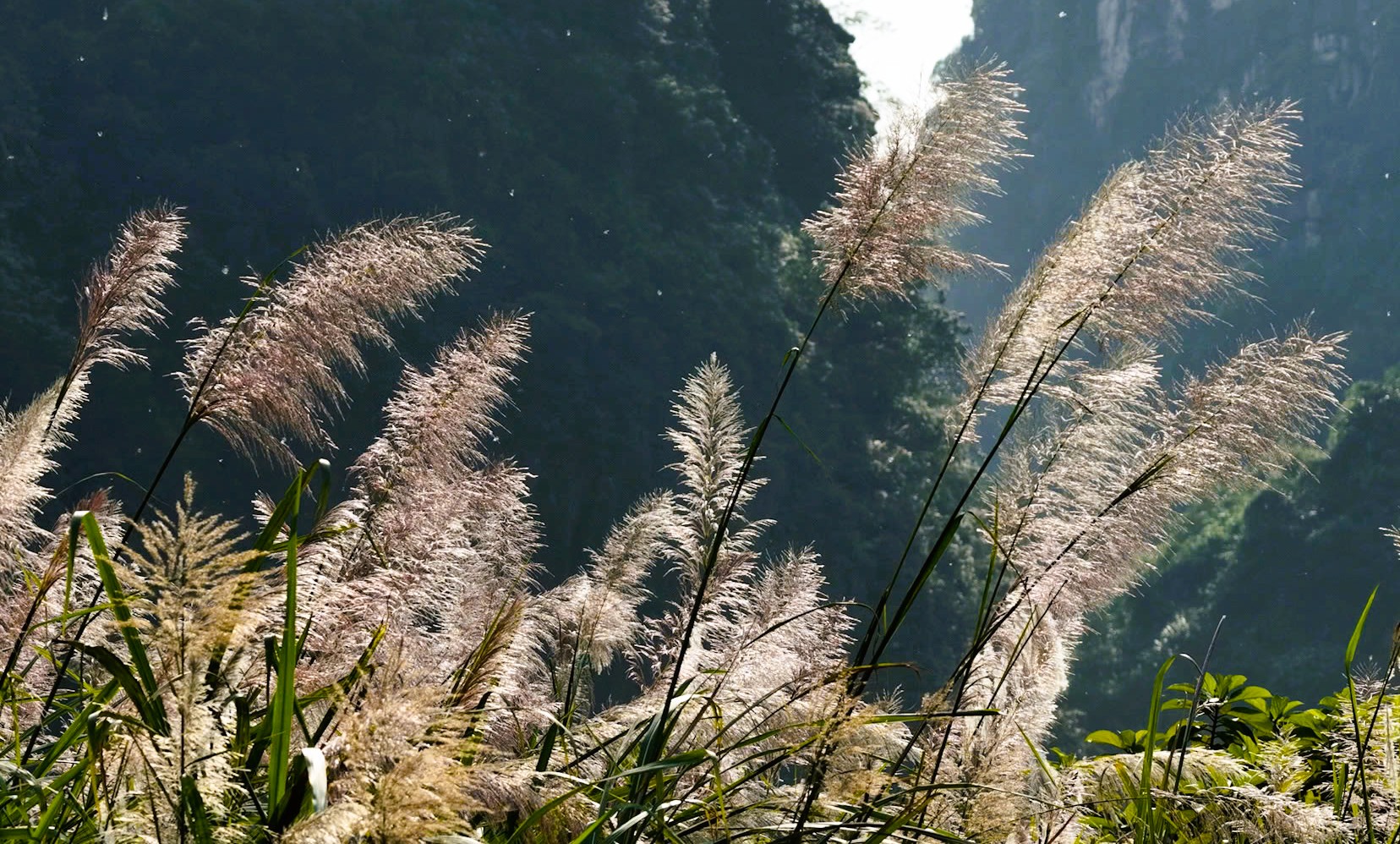 Tràng An say đắm lòng người mùa lau sậy trổ bông- Ảnh 4. Tràng An say đắm lòng người mùa lau sậy trổ bông- Ảnh 4.