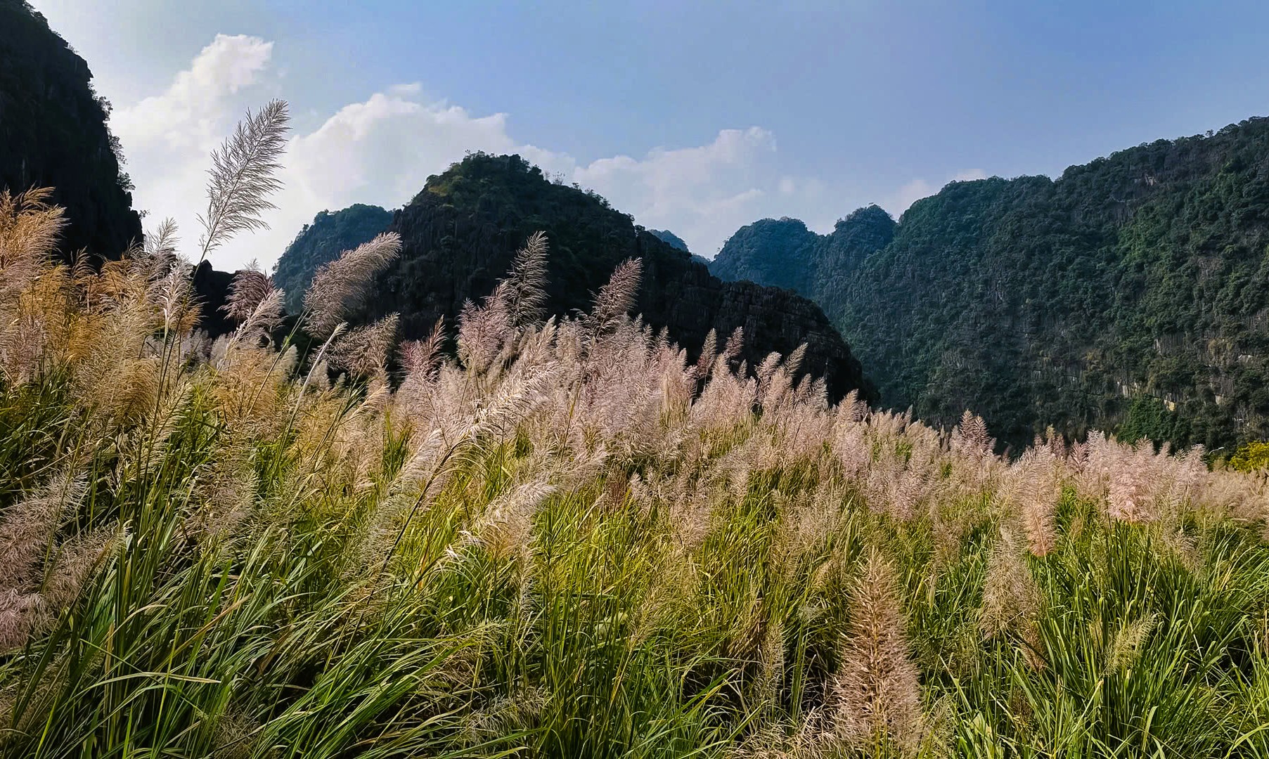 Tràng An say đắm lòng người mùa lau sậy trổ bông- Ảnh 3. Tràng An say đắm lòng người mùa lau sậy trổ bông- Ảnh 3.