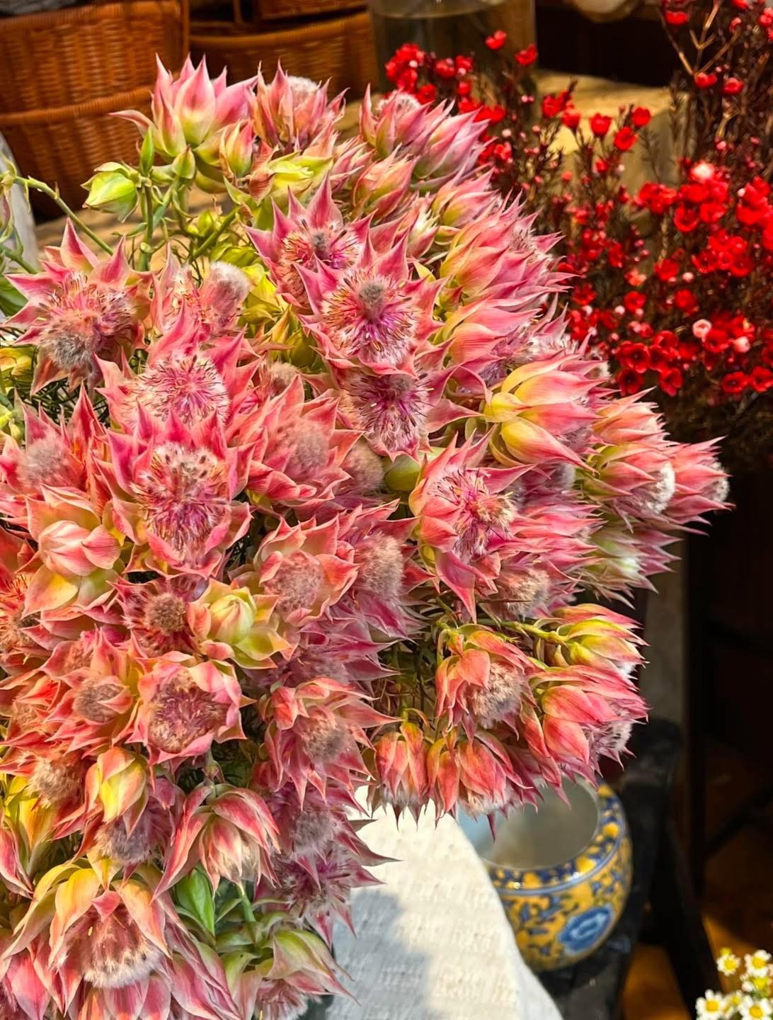 Loài hoa tên nghe bẽn lẽn như gái đôi mươi, nở rộ thành tuyệt phẩm, bền đẹp suốt cả tháng- Ảnh 1.