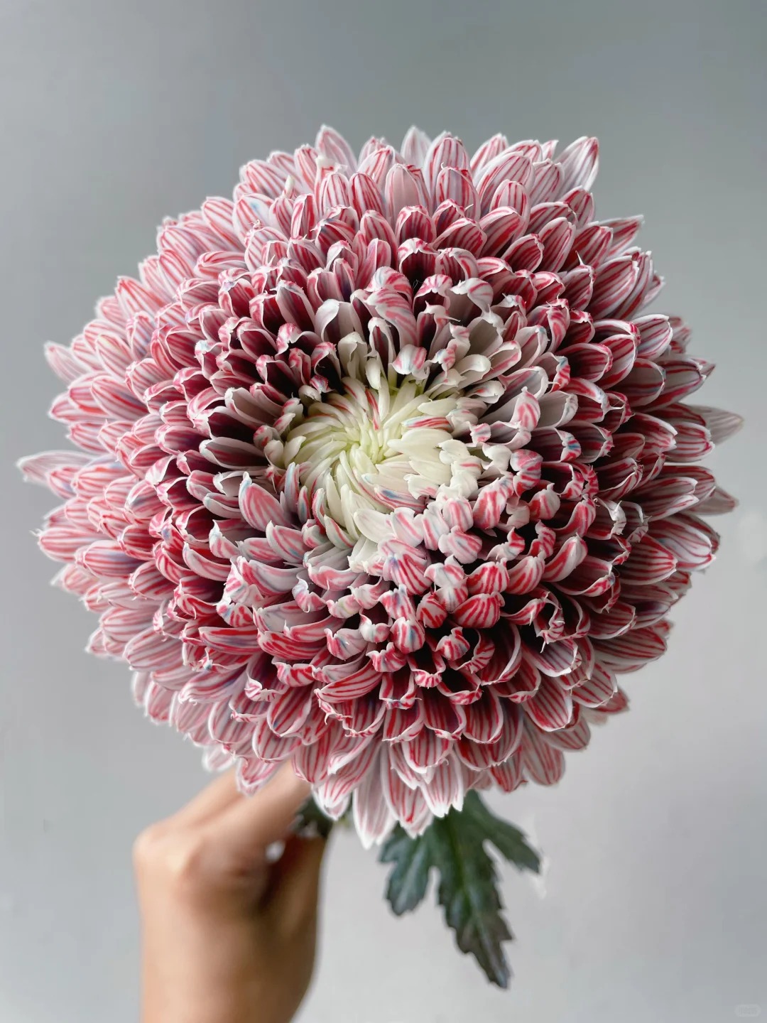 Chi hơn 300k rước bình hoa "khổng lồ" về nhà: Loài hoa định nghĩa lại hai chữ "phú quý" cho phòng khách ngày xuân - Ảnh 27. Chi hơn 300k rước bình hoa "khổng lồ" về nhà: Loài hoa định nghĩa lại hai chữ "phú quý" cho phòng khách ngày xuân - Ảnh 27.