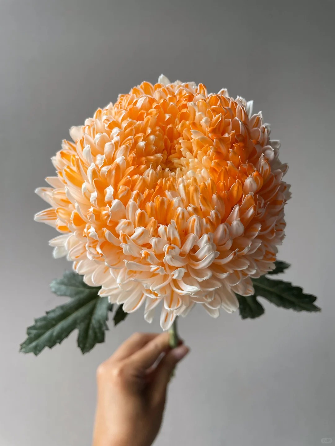 Chi hơn 300k rước bình hoa "khổng lồ" về nhà: Loài hoa định nghĩa lại hai chữ "phú quý" cho phòng khách ngày xuân - Ảnh 28. Chi hơn 300k rước bình hoa "khổng lồ" về nhà: Loài hoa định nghĩa lại hai chữ "phú quý" cho phòng khách ngày xuân - Ảnh 28.