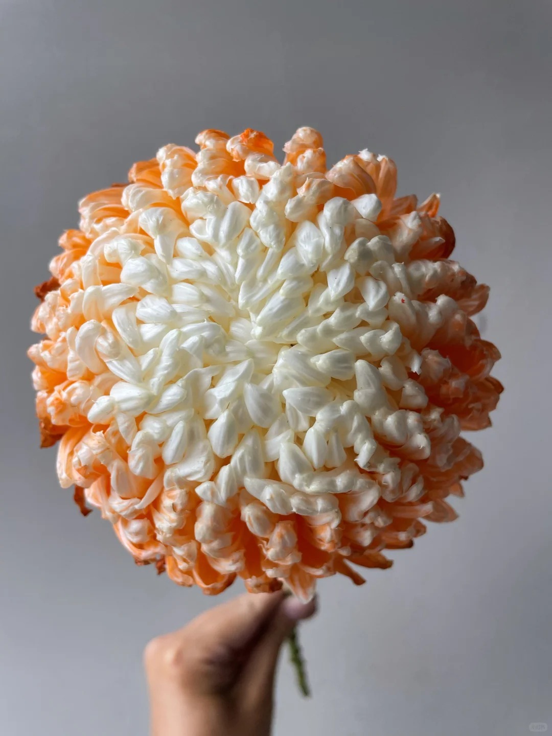 Chi hơn 300k rước bình hoa "khổng lồ" về nhà: Loài hoa định nghĩa lại hai chữ "phú quý" cho phòng khách ngày xuân - Ảnh 26. Chi hơn 300k rước bình hoa "khổng lồ" về nhà: Loài hoa định nghĩa lại hai chữ "phú quý" cho phòng khách ngày xuân - Ảnh 26.