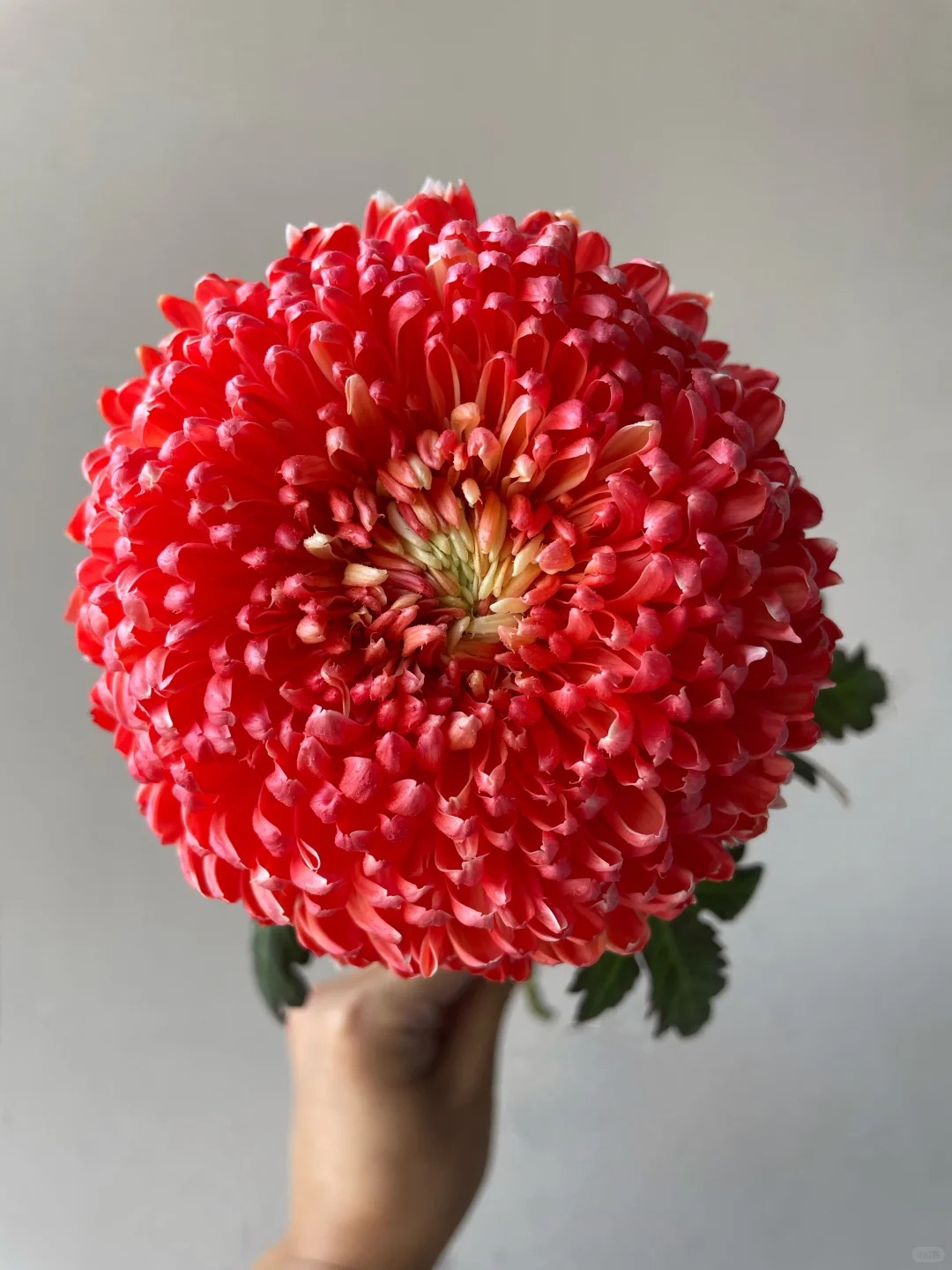 Chi hơn 300k rước bình hoa "khổng lồ" về nhà: Loài hoa định nghĩa lại hai chữ "phú quý" cho phòng khách ngày xuân - Ảnh 29. Chi hơn 300k rước bình hoa "khổng lồ" về nhà: Loài hoa định nghĩa lại hai chữ "phú quý" cho phòng khách ngày xuân - Ảnh 29.